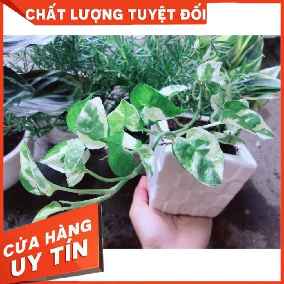 Chậu trầu bà sữa Nhiều Người Mua