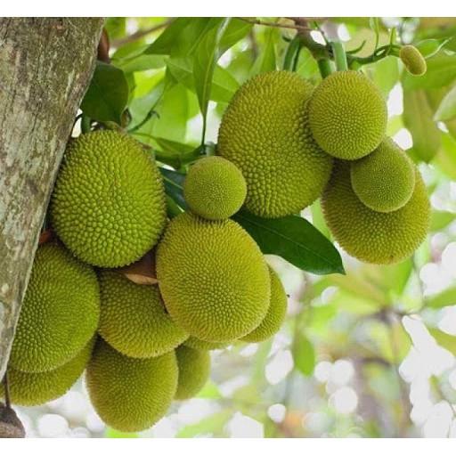 Cây giông mít Tứ Qúy