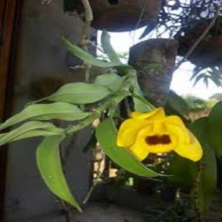 Sản Phẩm Hoa lan - trầm vàng