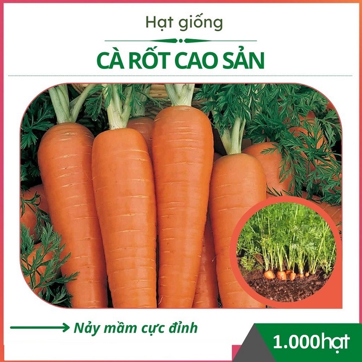 Hạt Giống Củ Cà Rốt Cao Sản - MV-78 - Gói 2Gr Tương Ứng 1.000 Hạt