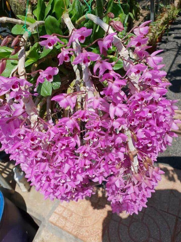 Phi điệp và trầm cây giống hành gieo hạt cây đẹp chuẩn giống