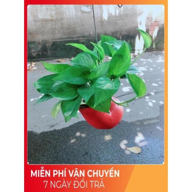 Chậu Trầu Bà Thái