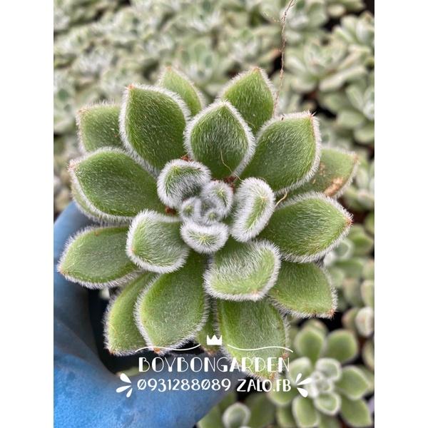 Cây sen đá nhung xanh size 6-7cm _hàng sẵn