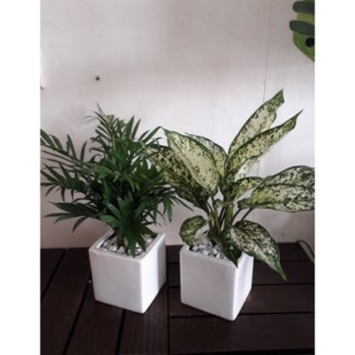 Combo Cây Cau Tiểu Trâm Ngọc Ngân