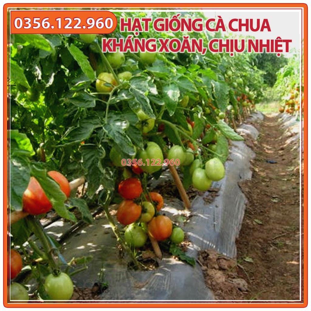 Hạt giống Cà Chua kháng xoăn chịu nhiệt, năng suất, chất lượng - gói 0,3g