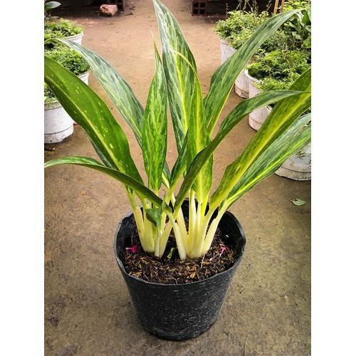CHẬU CÂY GIỮ TIỀN -CÂY PHONG THỦY MANG LẠI TIỀN TÀI, VƯỢNG PHONG THỦY CHO GIA CHỦ - NCCGCCGTPT