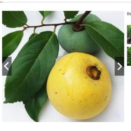 Sản phẩm Cây Ăn Trái cây thị phong thủy trồng trước nhà chuẩn giống F1