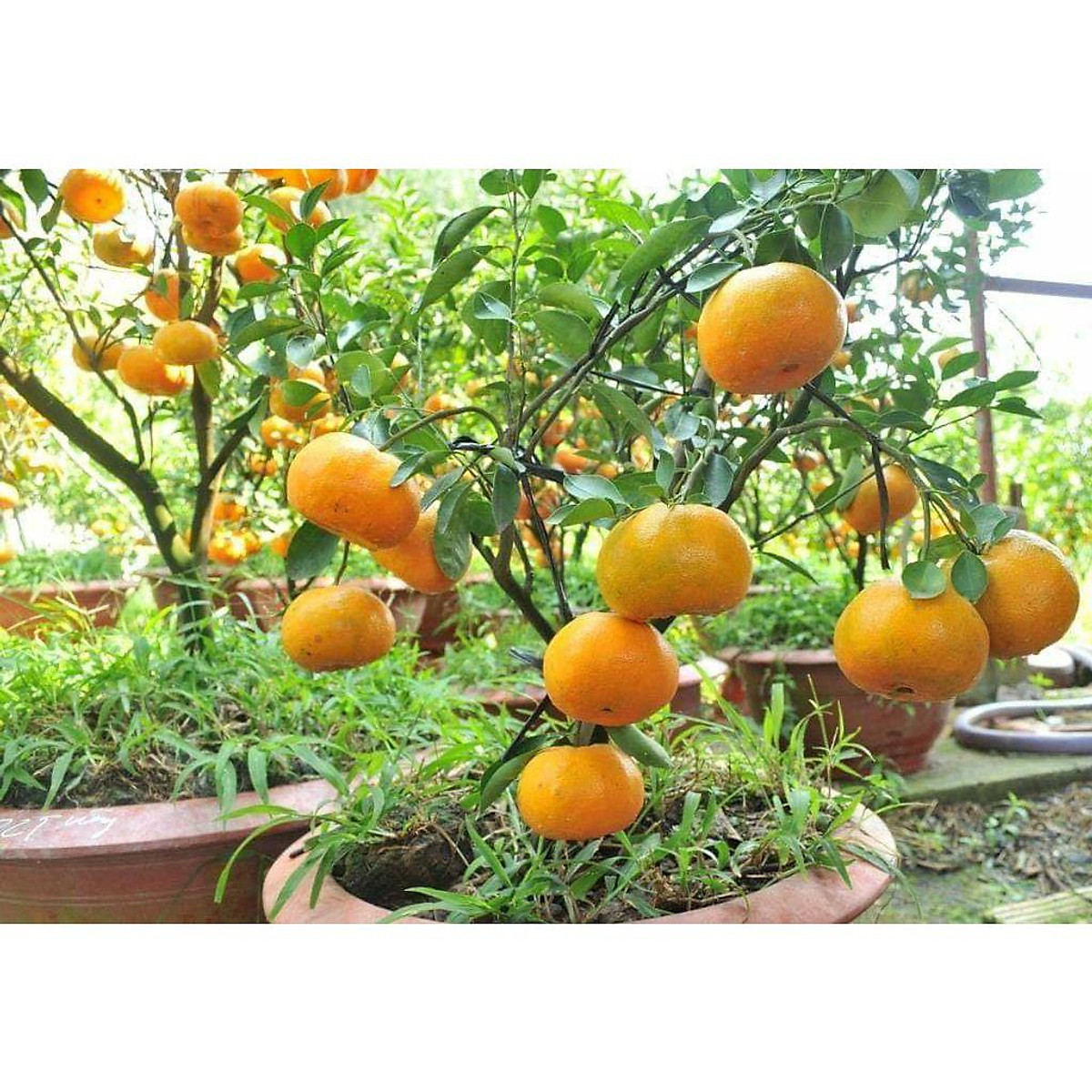 Quýt thái đường thái lan siêu sớm chuẩn giống f1
