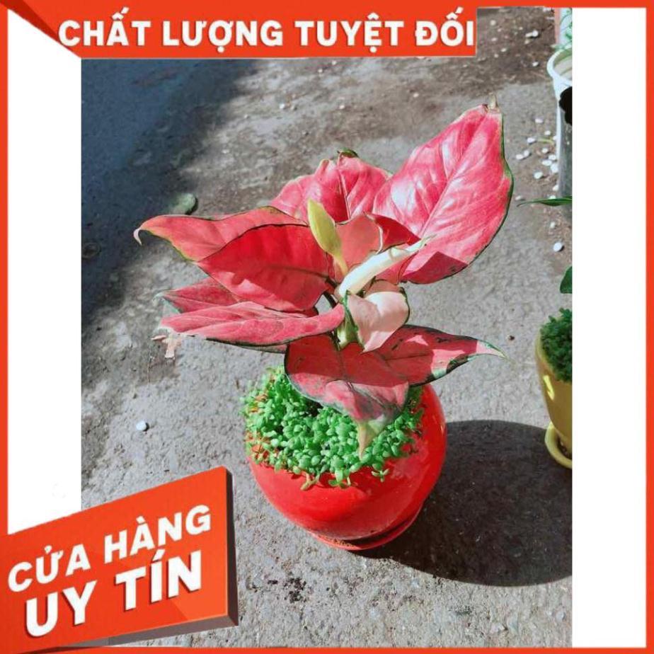 Chậu Vạn Lộc Nhiều Người Mua