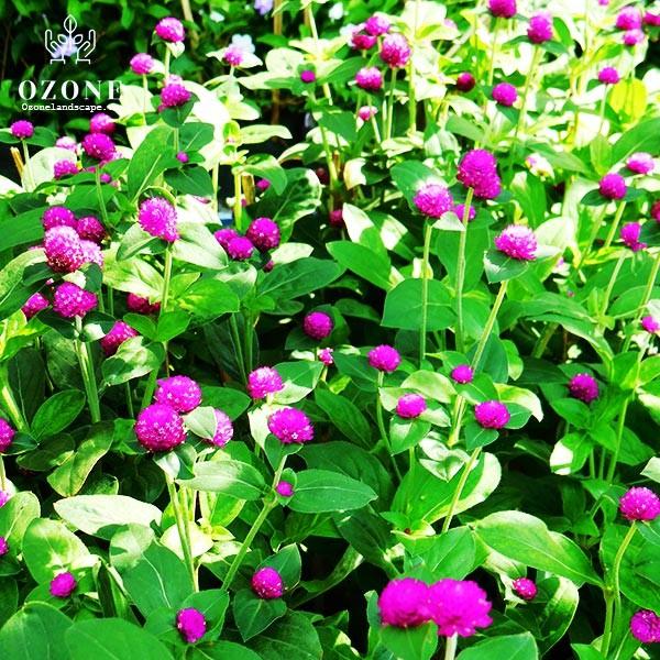 Hạt Giống Hoa Bách Nhật Tím F1 Loại Siêu Dễ Trồng, Hoa Nở Đẹp Tặng kèm Hướng Dẫn Trồng