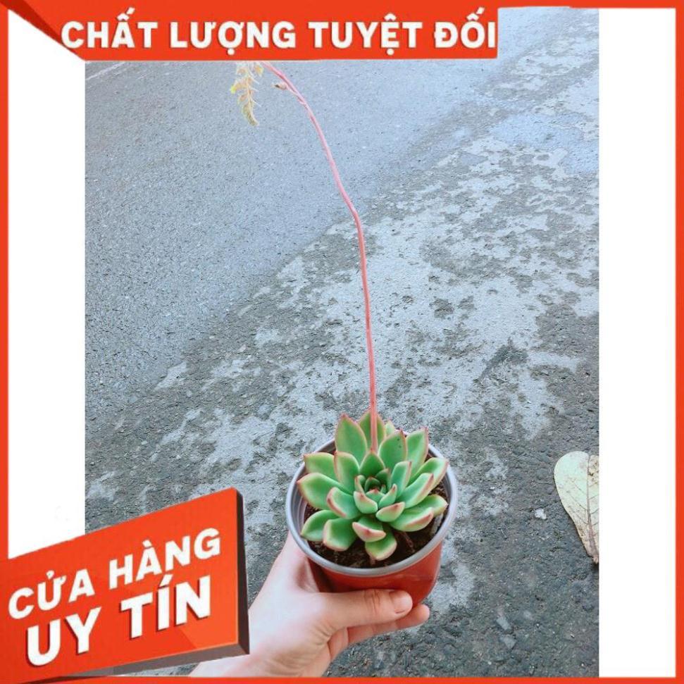 Chậu Sen Đá Viền Đỏ Nhiều Người Mua