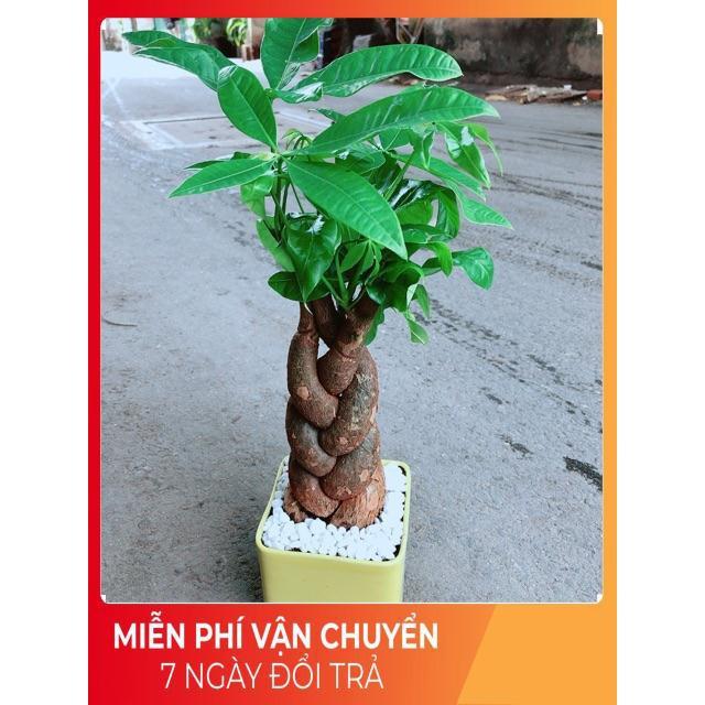Chậu Kim Ngân 3 Thân Bính