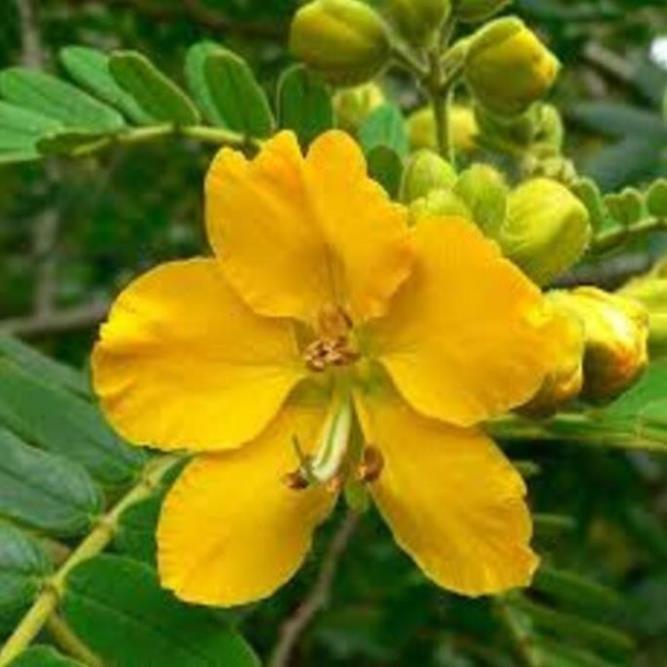 Cây MUỒNG LÁ LẠC , HOA VÀNG SAI HOA, CỰC ĐẸP - HÀNG CÂY GIỐNG