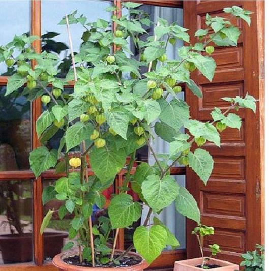 Combo 2 gói Hạt Giống Cây Thù Lù Nam Mỹ -gói 50 hạt-tặng kèm gói phân bón lót