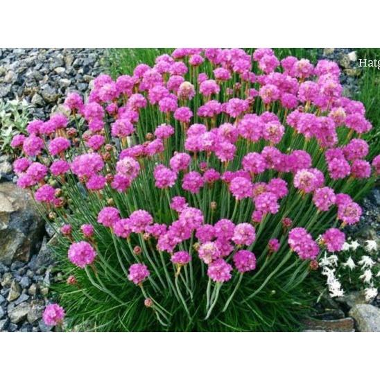 Hạt giống hoa hồng nhi ngọc mix màu KNS3630 - Gói 50 hạt