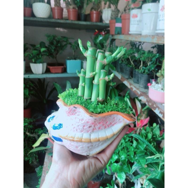 Chậu Cây Trúc Phát Tài