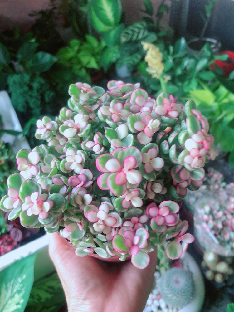 Cây Cành Vàng Lá Ngọc