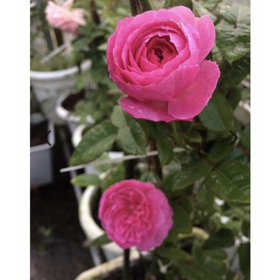 Hoa hồng ngoại for your home- bầu to cây trưởng thành