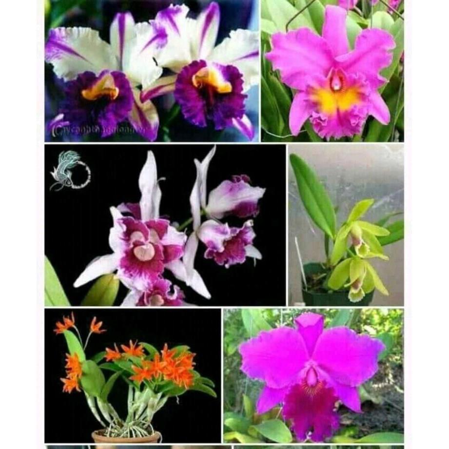 Cattleya cây giống