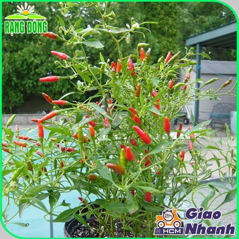 Hạt giống Ớt Xiêmrạng , Trồng Quanh Năm, Chịu Nhiệt Tốt, Trái Sai - Hạt Giống Rạng Đông