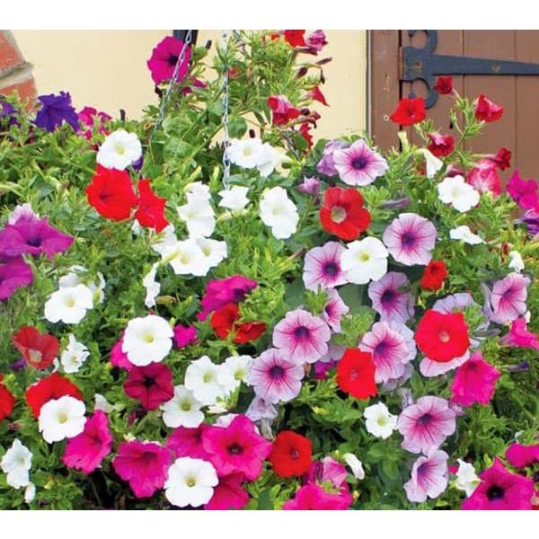Hạt giống hoa dạ yến thảo mix 200 hạt