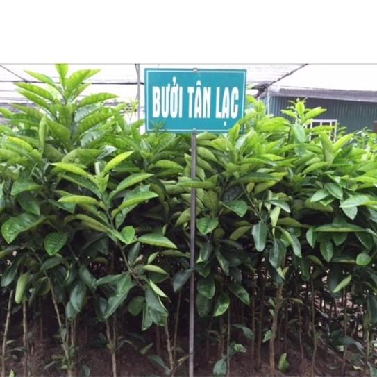 Cây Bưởi Đỏ Tân Lạc Vỏ Vàng Ruột Đỏ Siêu Trái