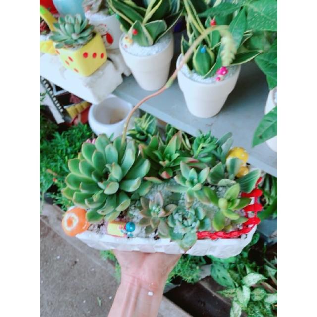 Chậu sen đá mix tiểu cảnh