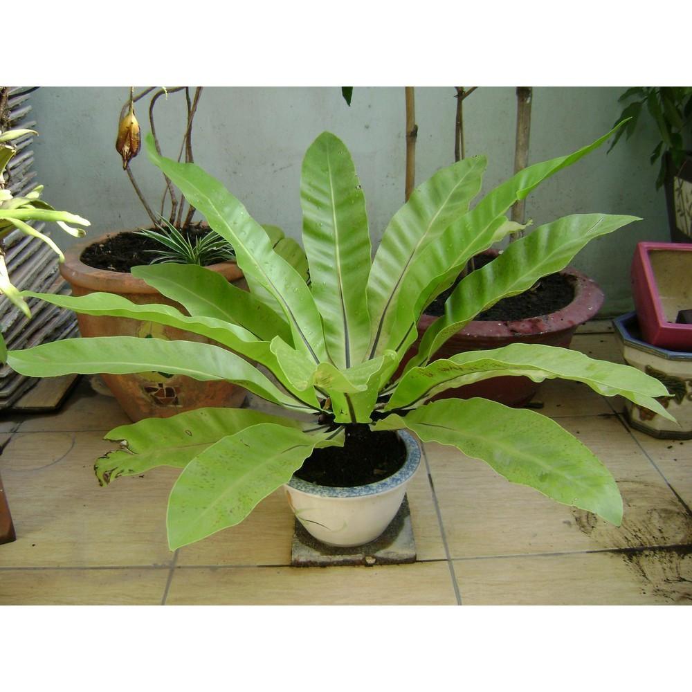 CÂY TỔ QUẠ - CÂY PHONG THỦY
