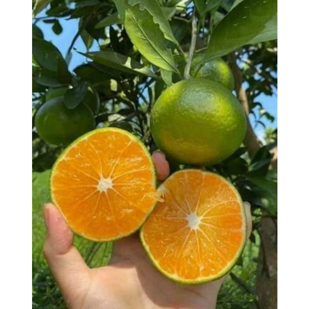 CÂY GIỐNG QUÝT ĐƯỜNG ÔN CHÂU