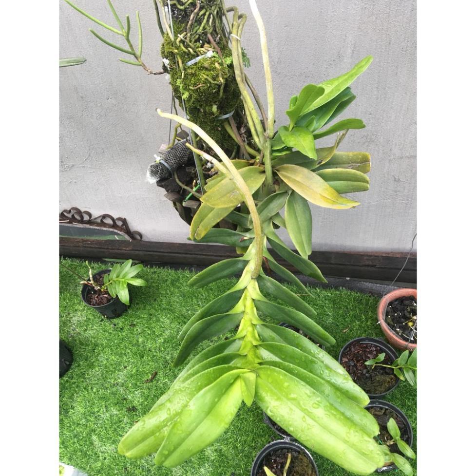 Hoa lan giáng hương tam bảo sắc+ 700g phân thỏ hữu cơ