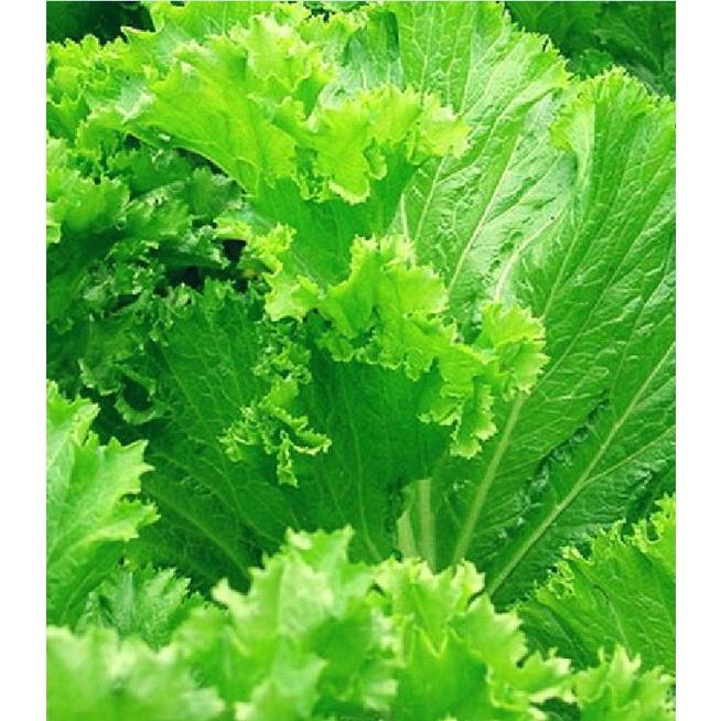 Hạt giống rau cải bẹ mào gà -gói 20gram/tặng kèm gói phân bón lót