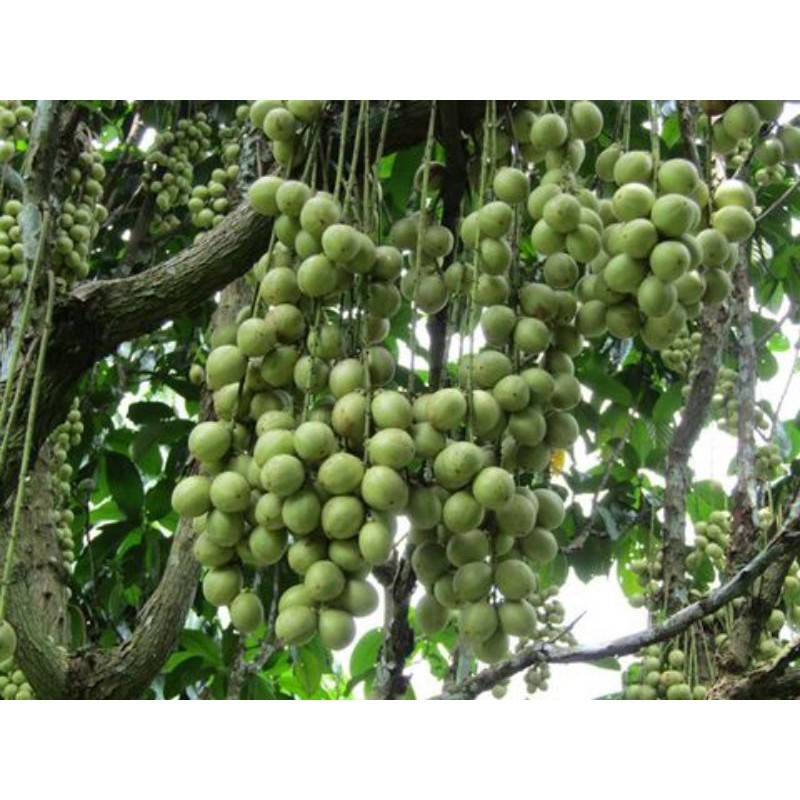 Cây giống dâu da xanh trái tròn