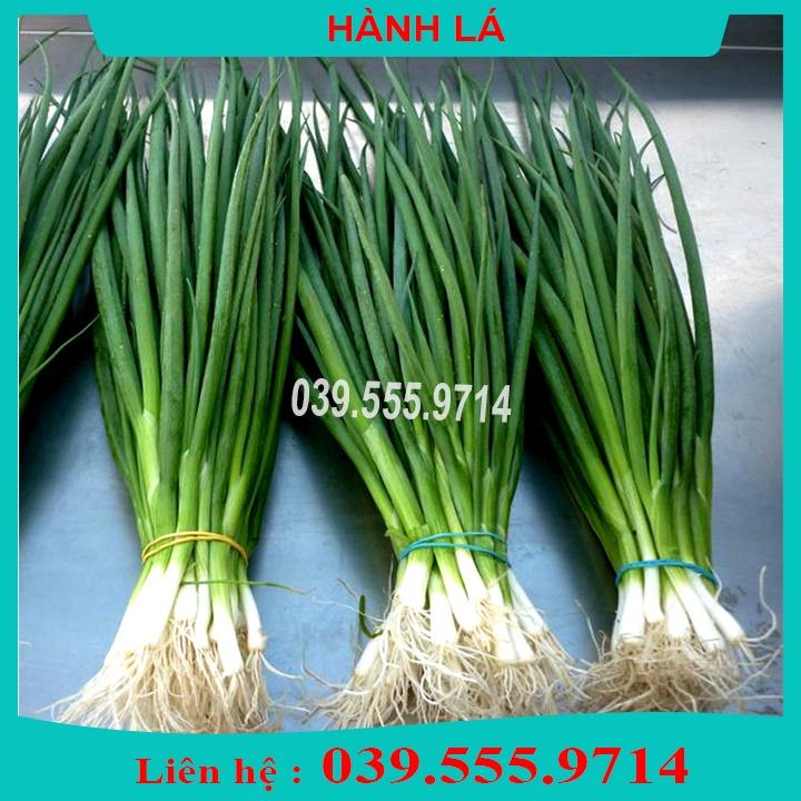 4 Loại Hạt Giống Cải Bó Xôi - Xà Lách Đăm - Hành - Hẹ