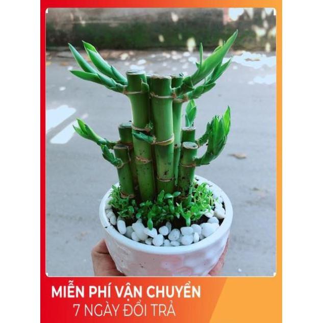 Chậu Trúc Phát Tài