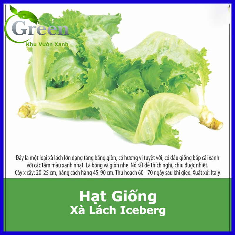 Hạt Giống Xà Lách Iceberg Xuất Xứ Italy