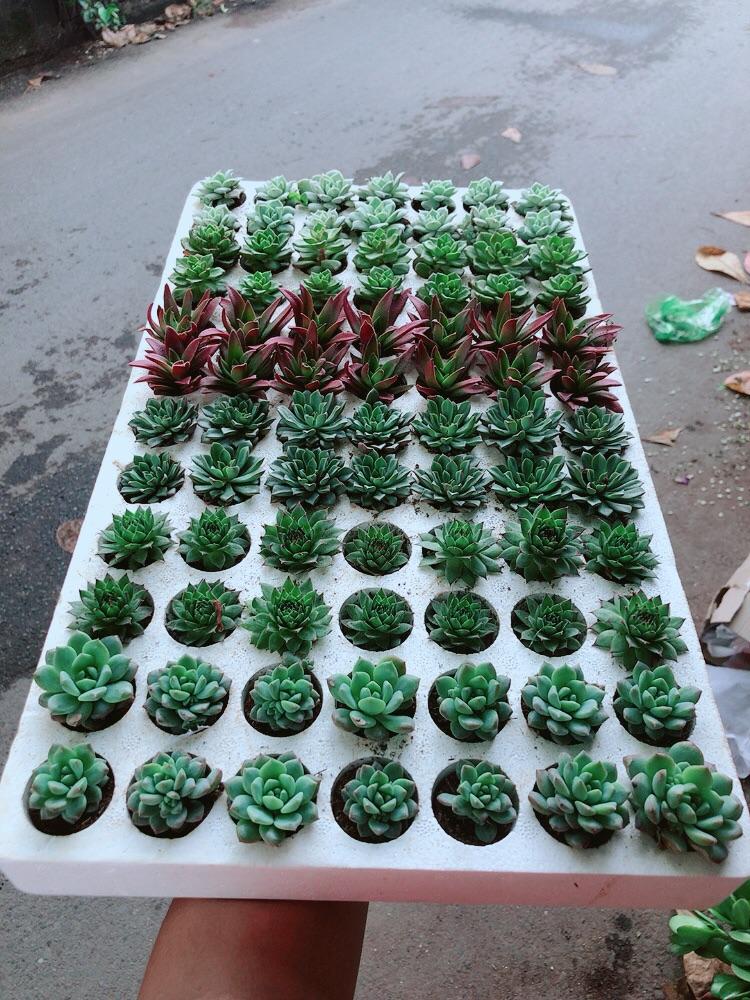 Combo 12 Cây Sen Đá