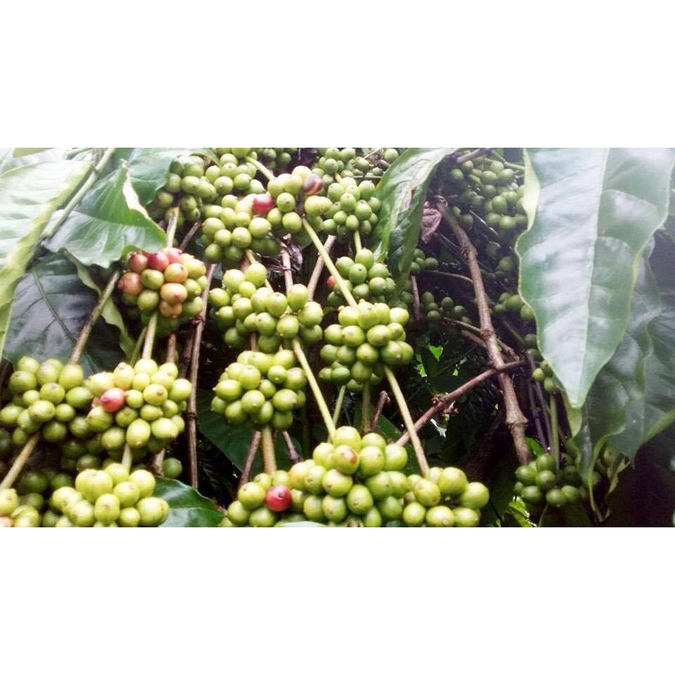 1 KG HẠT GIỐNG CÀ PHÊ DÂY THUẬN AN - HẠT TUYỂN CHỌN.