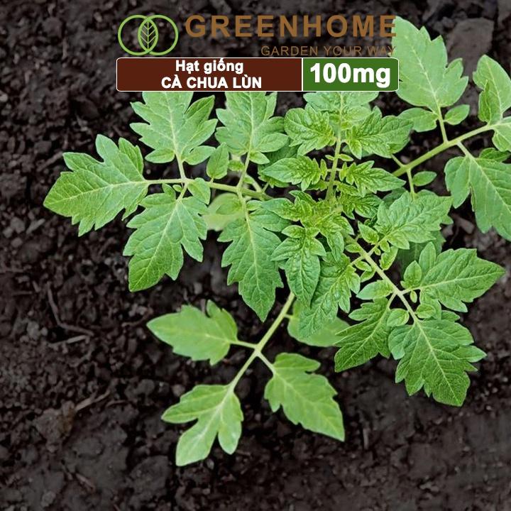 Hạt Giống Cà Chua Greenhome, Gói 0.1gr, Chịu Nhiệt, Trồng Chậu, Ra Nhiều Quả, Cây Sinh Trưởng Nhanh T15