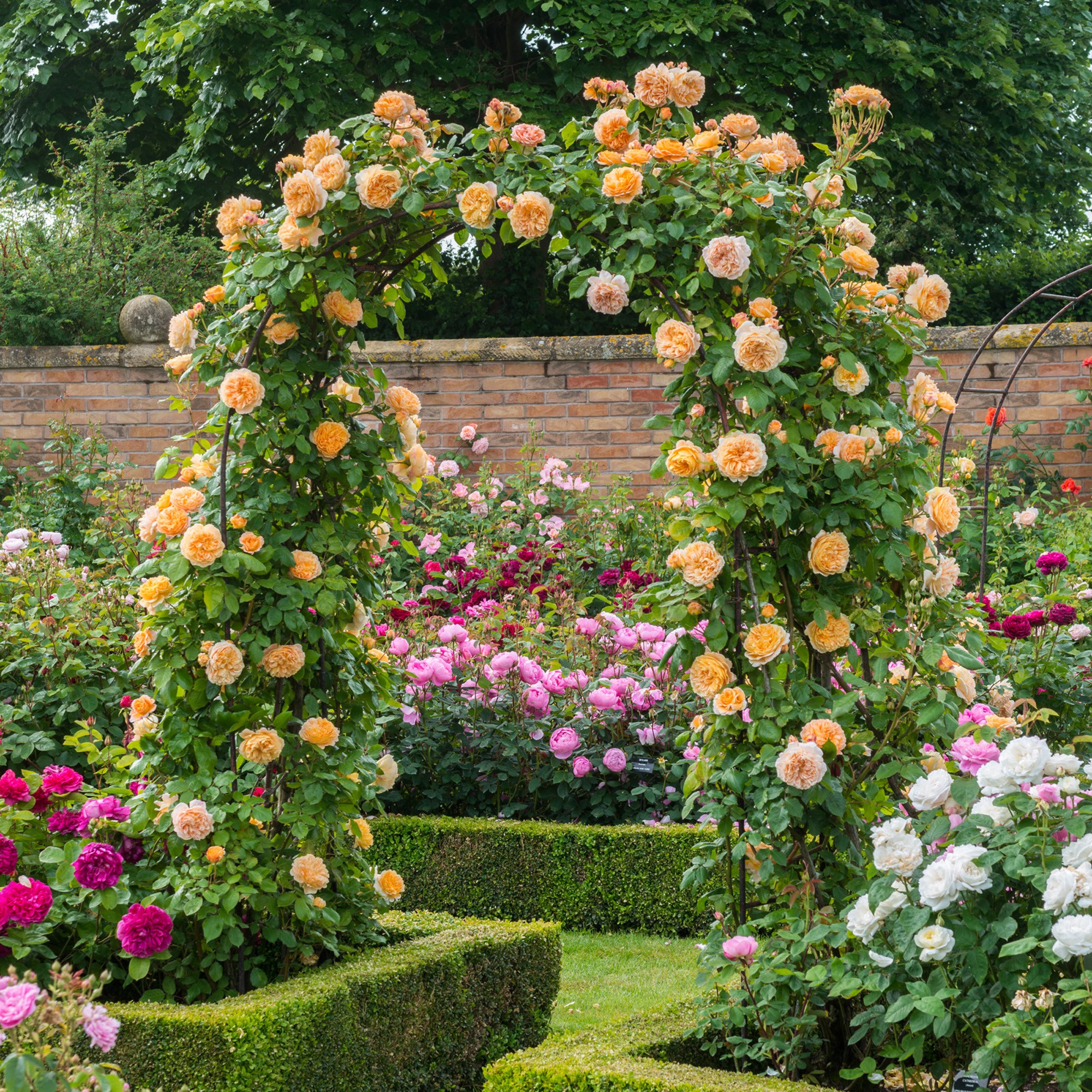 CỔNG VÒM HOA HỒNG LEO cao 3M15 - Dùng làm khung cổng hoa hồng giàn leo, giá đỡ cho cây hoa hồng leo, cây hoa leo - Giúp cây không bị đổ ngã - Tạo không gian đẹp cho khu vườn