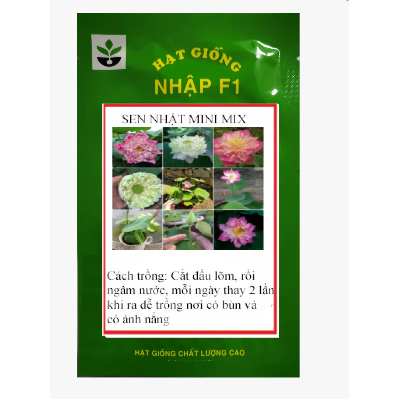 5 Hạt giống sen nhật mini nhiều màu