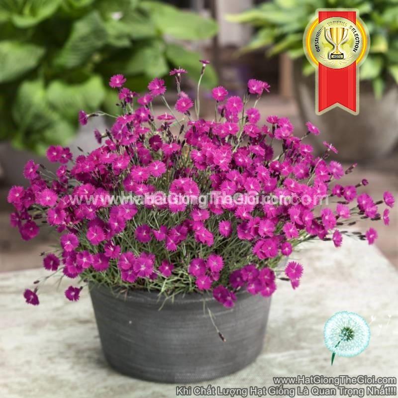 100h Hạt Giống Hoa Cẩm Chướng Lùn Lâu Năm TG72 Mix