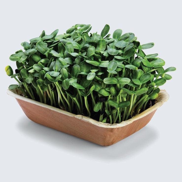 Hạt giống rau mầm hướng dương gói 20gr