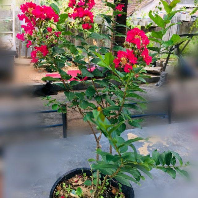 Cây tường vi, chậu cây tường vi hoa hồng cánh sen, hoa cực đẹp ra quanh năm