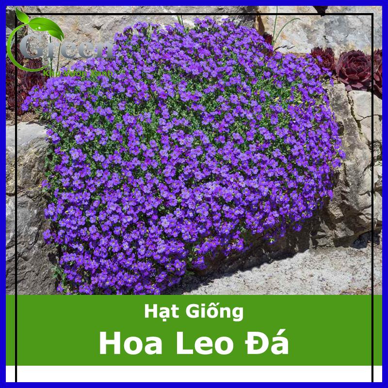 Hạt Giống Hoa Leo Đá Lâu Năm Chịu Hạn Aubrieta (50 Hạt)