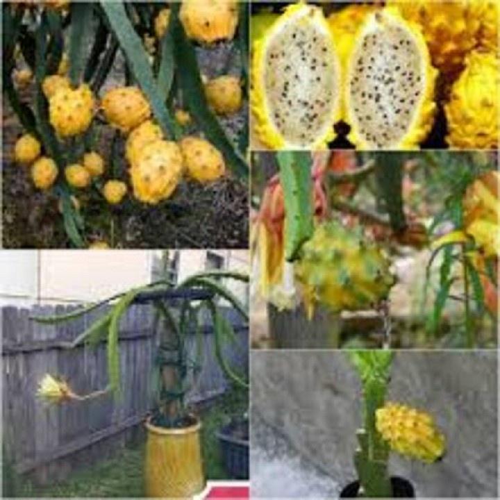 CÂY GIỐNG THANH LONG VỎ VÀNG RUỘT TRẮNG THÁI