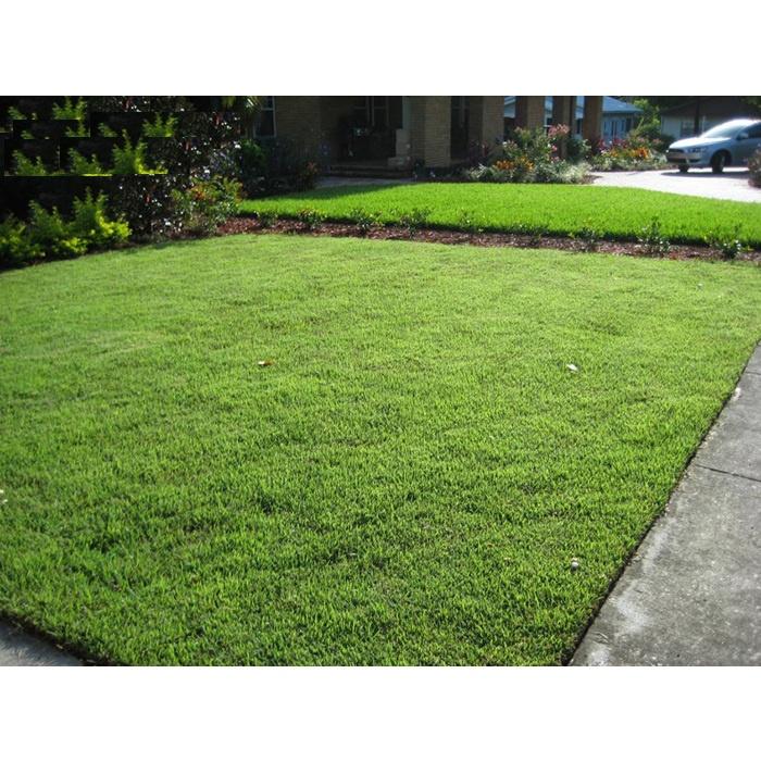 Hạt Giống Cỏ Nhung Nhật - Cỏ Sân Vườn KNS3465 - Gói 100 hạt
