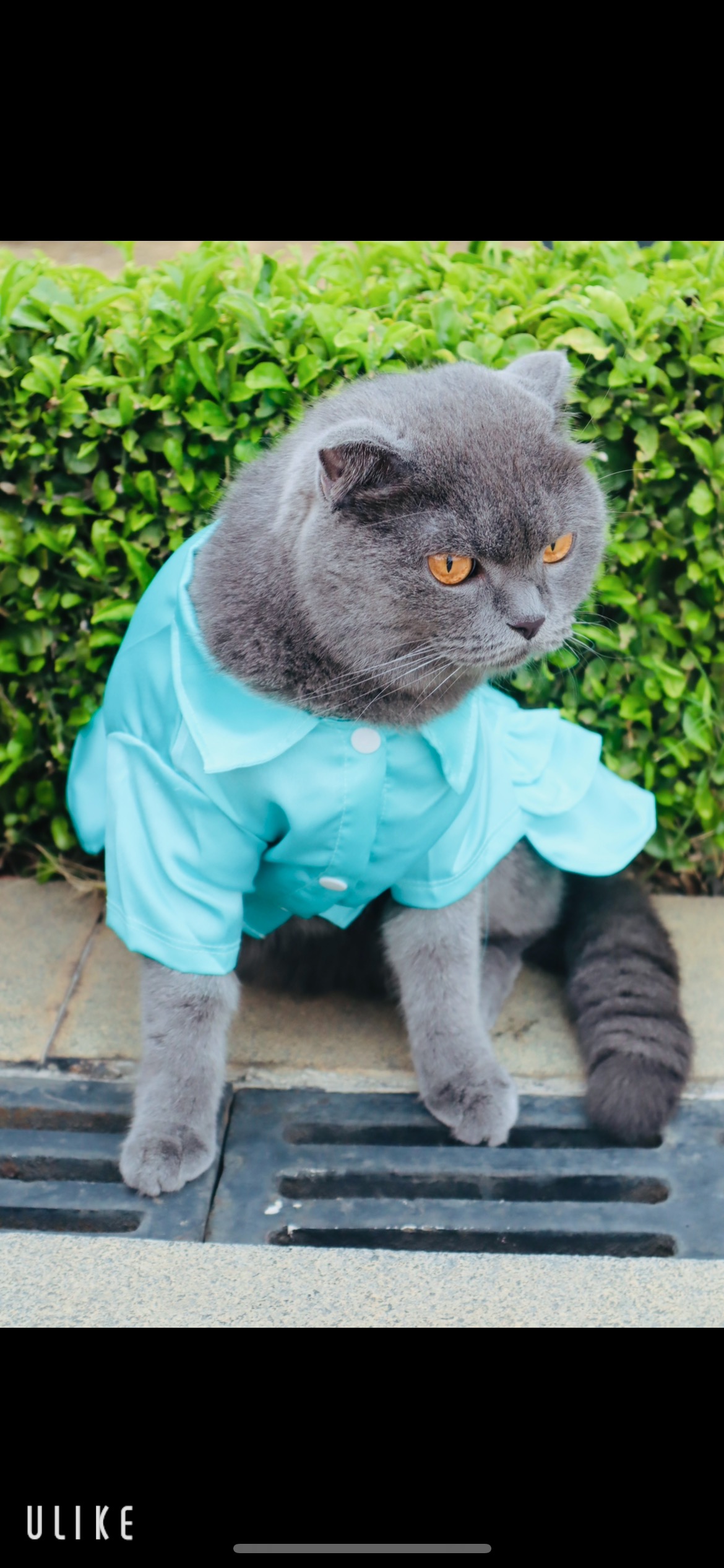 Váy công chúa cho chó mèo