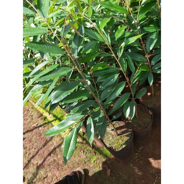 CÂY GIỐNG SẦU RIÊNG BLACK THORN