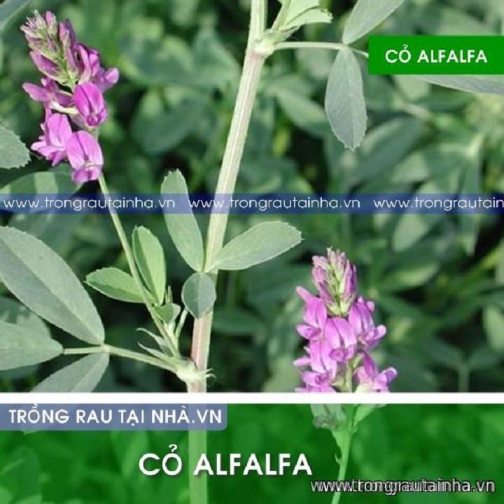 Hạt cỏ chăn nuôi ALFLFA ( linh lăng) 500g