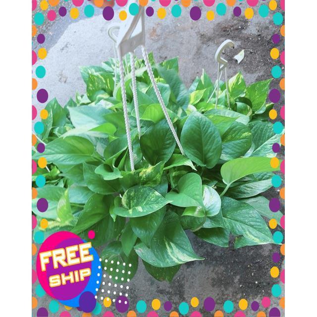 Chậu Trầu Bà Thái Size Đại